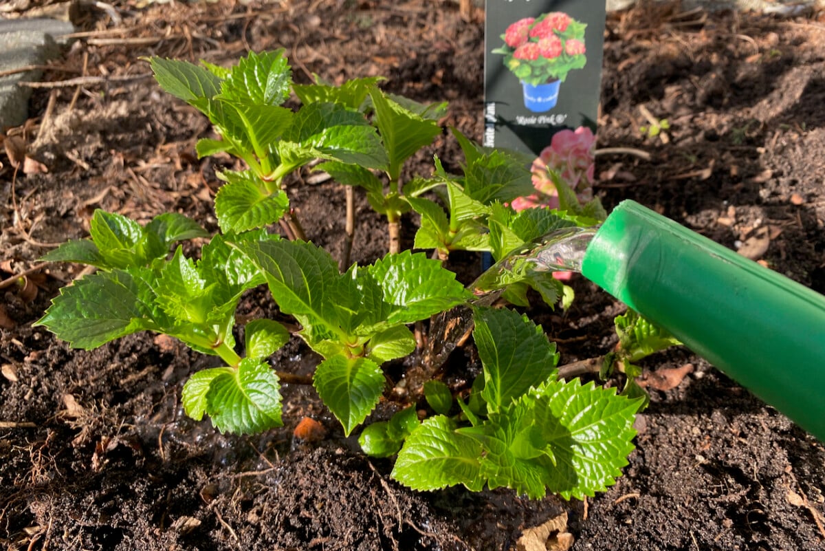 Watering a newly planted hydrangea