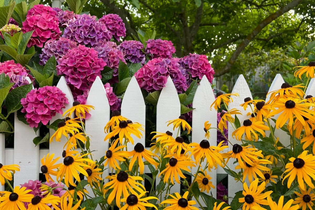 Hydrangea and rudbeckia growing along a white picket fence