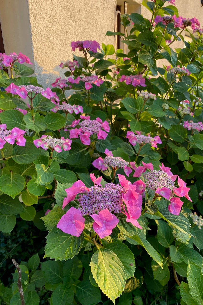 hydrangea in bloom