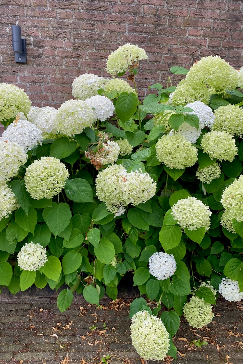 hydrangea growing against a brick wall