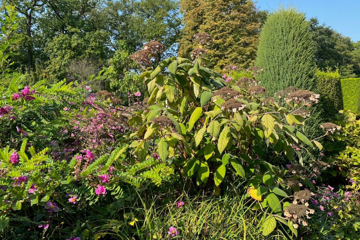 Wilting mountain hydrangea