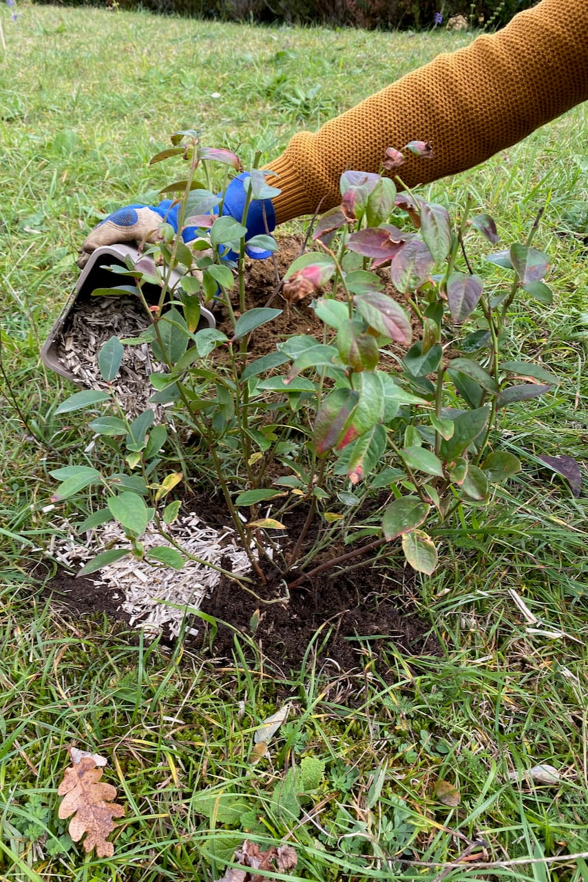 Hand spreading flax mulch around the base of a plant