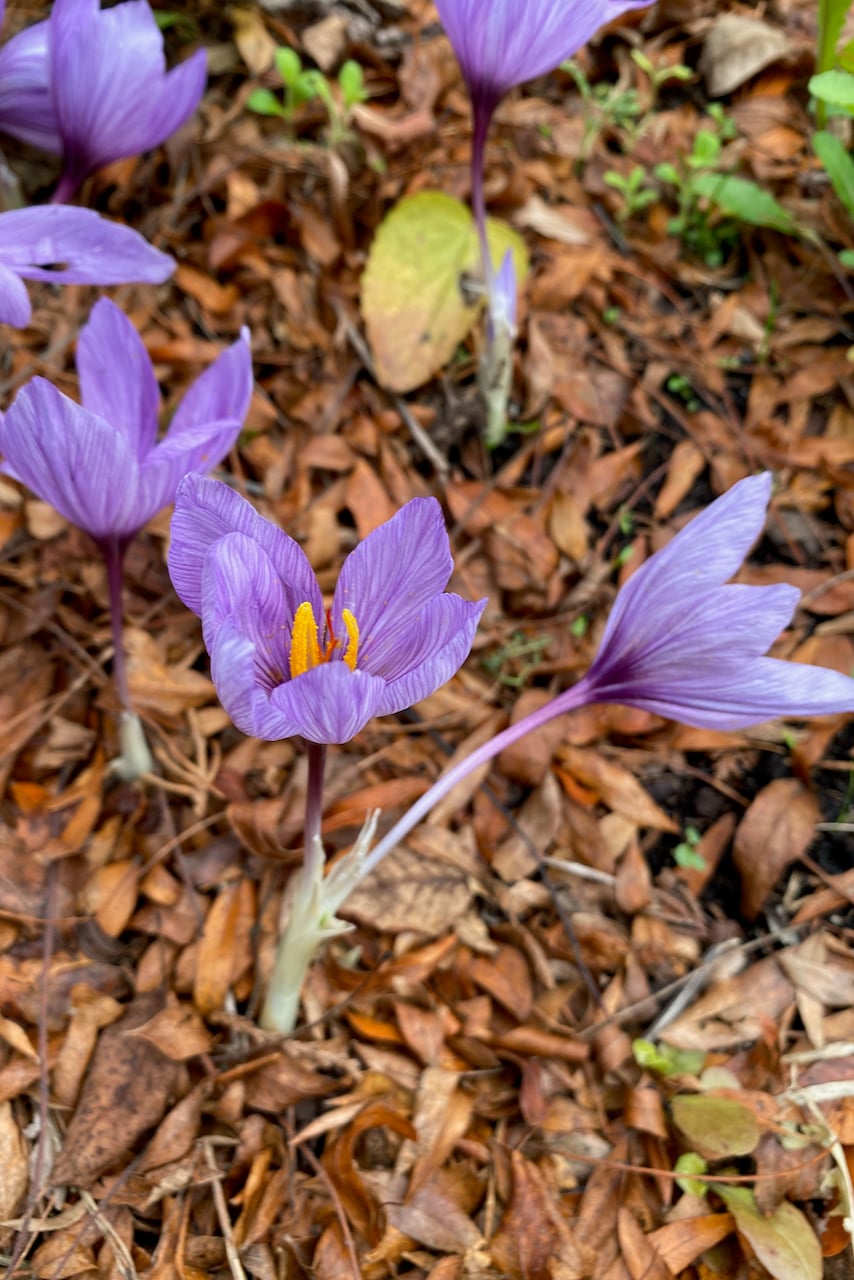 crocus growing up through leaf litter mulch