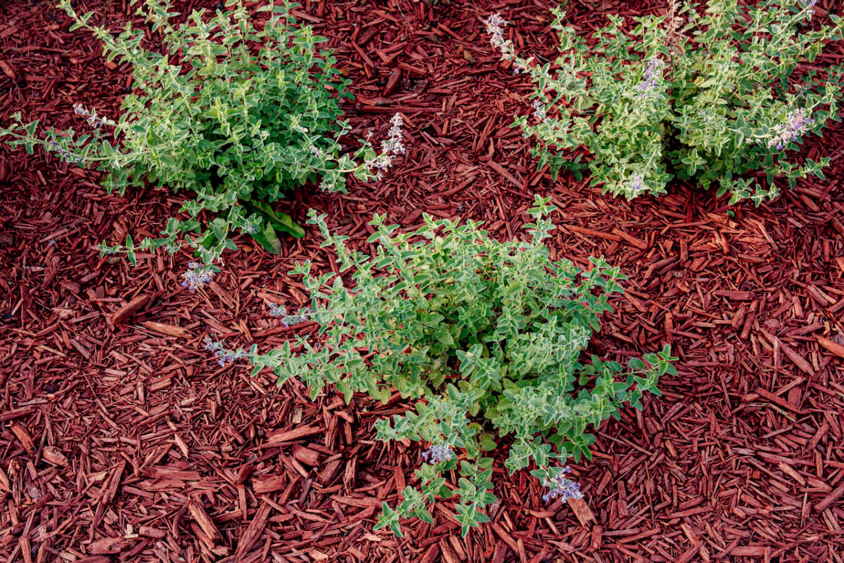 red dyed mulch