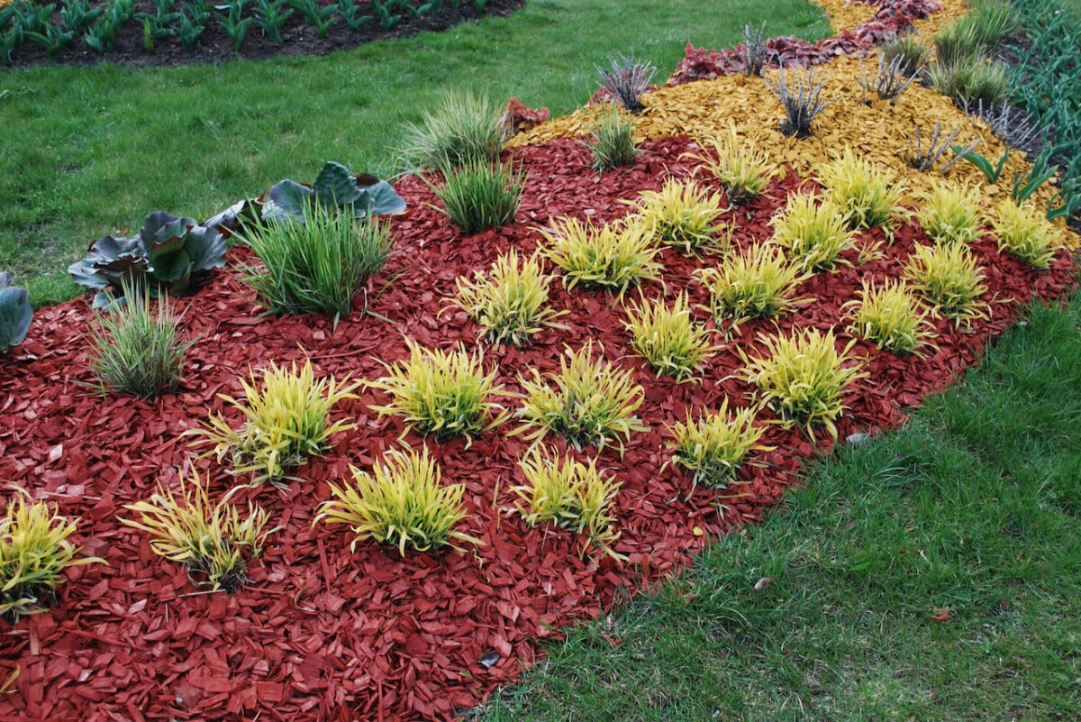 Brightly dyed wood mulch around plants