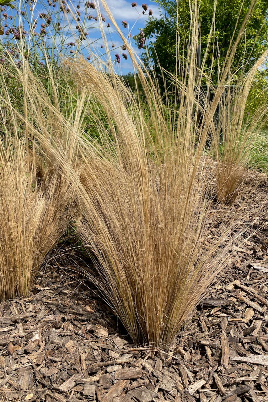 Wood chip mulch around ornamental plants