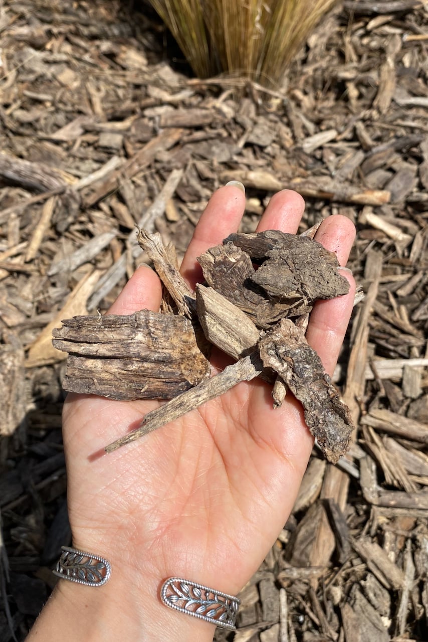 Woman's hand holding wood chip mulch