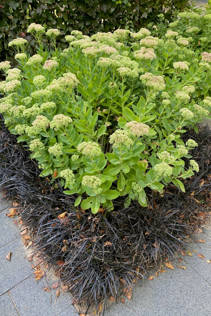 corner of a flower bed planted with low growing plants
