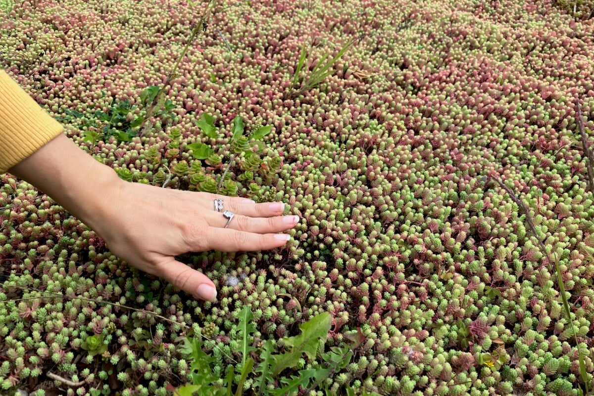 woman's hand touching low sedums