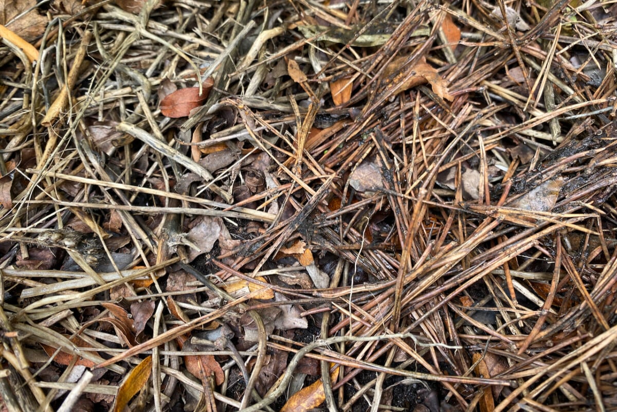 Pine needles