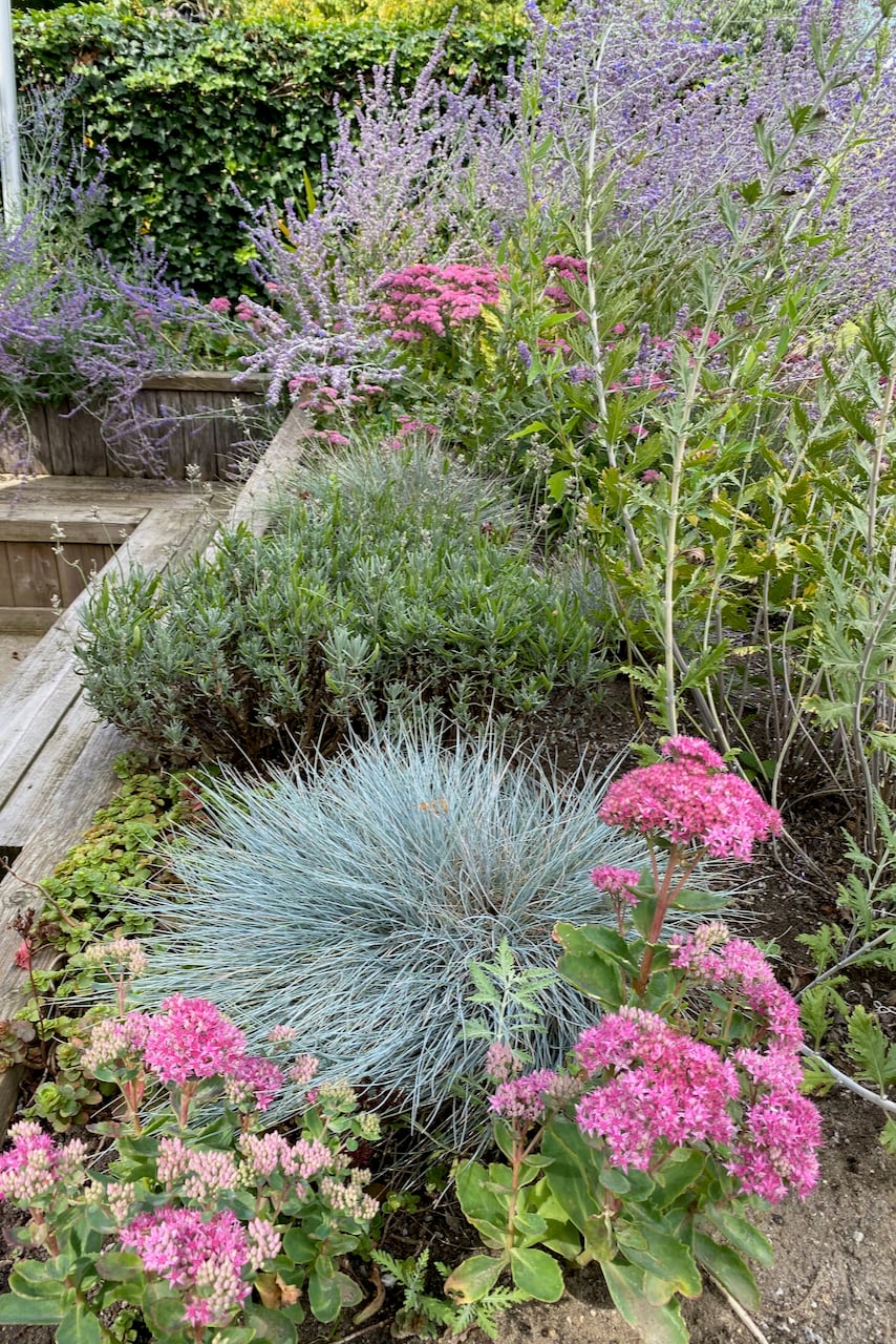 A perennial garden filled with drought-tolerant plants.