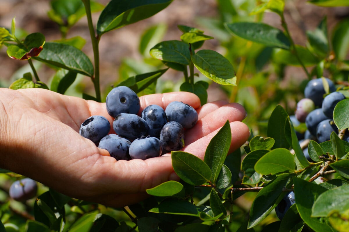 hand holding blueberries