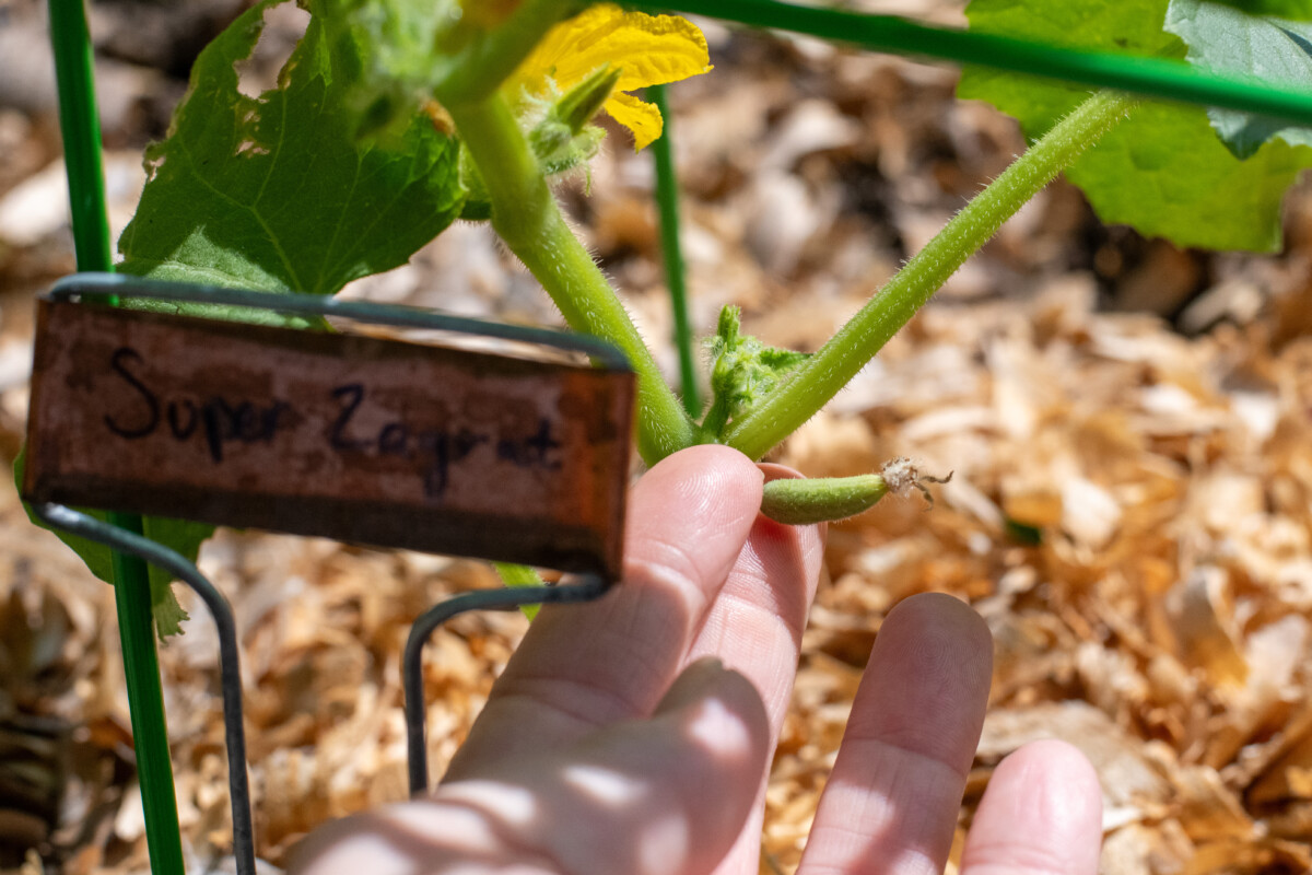 Woman's hand holding tiny female cucumber flower
