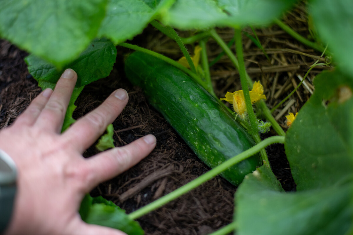 Woman's hand pulling leaves back to reveal a cucumber