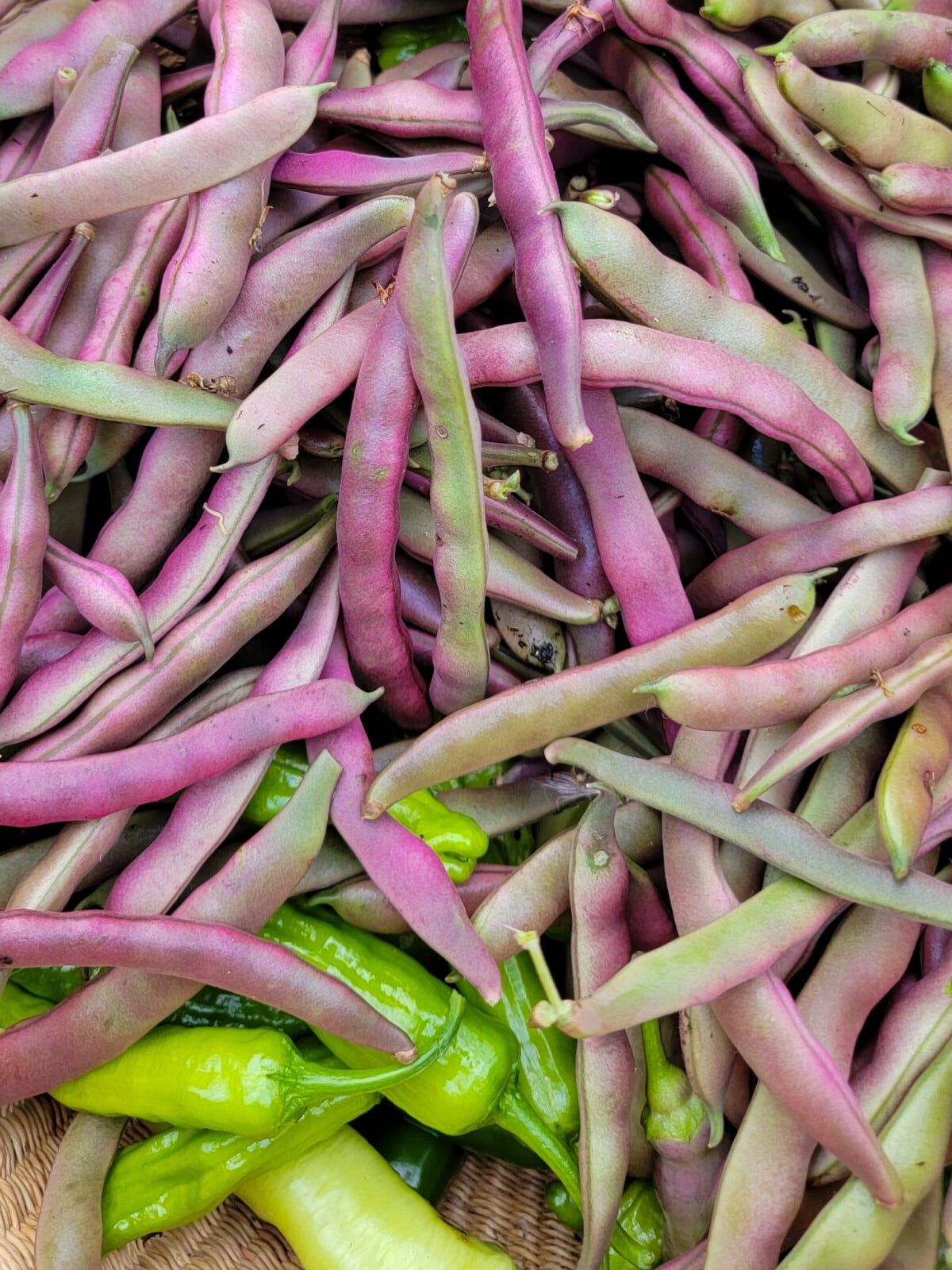 Red swan beans