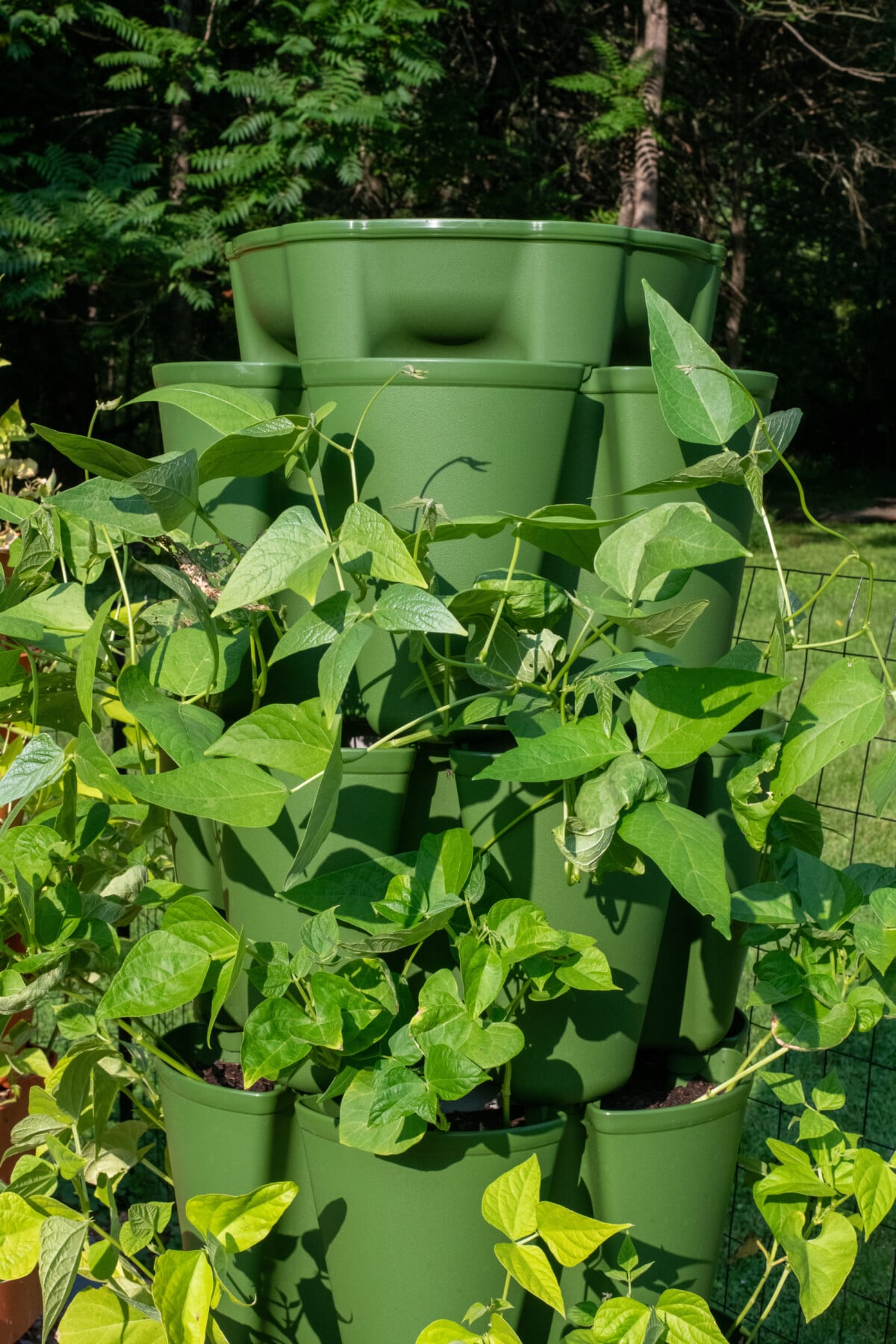 Beans growing in a Green Stalk Garden Tower