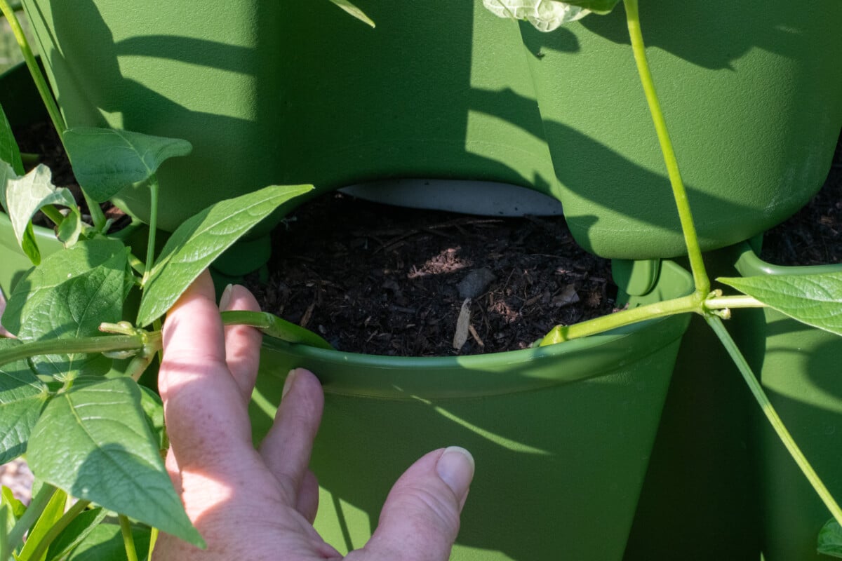 Woman's hand holding bean plant