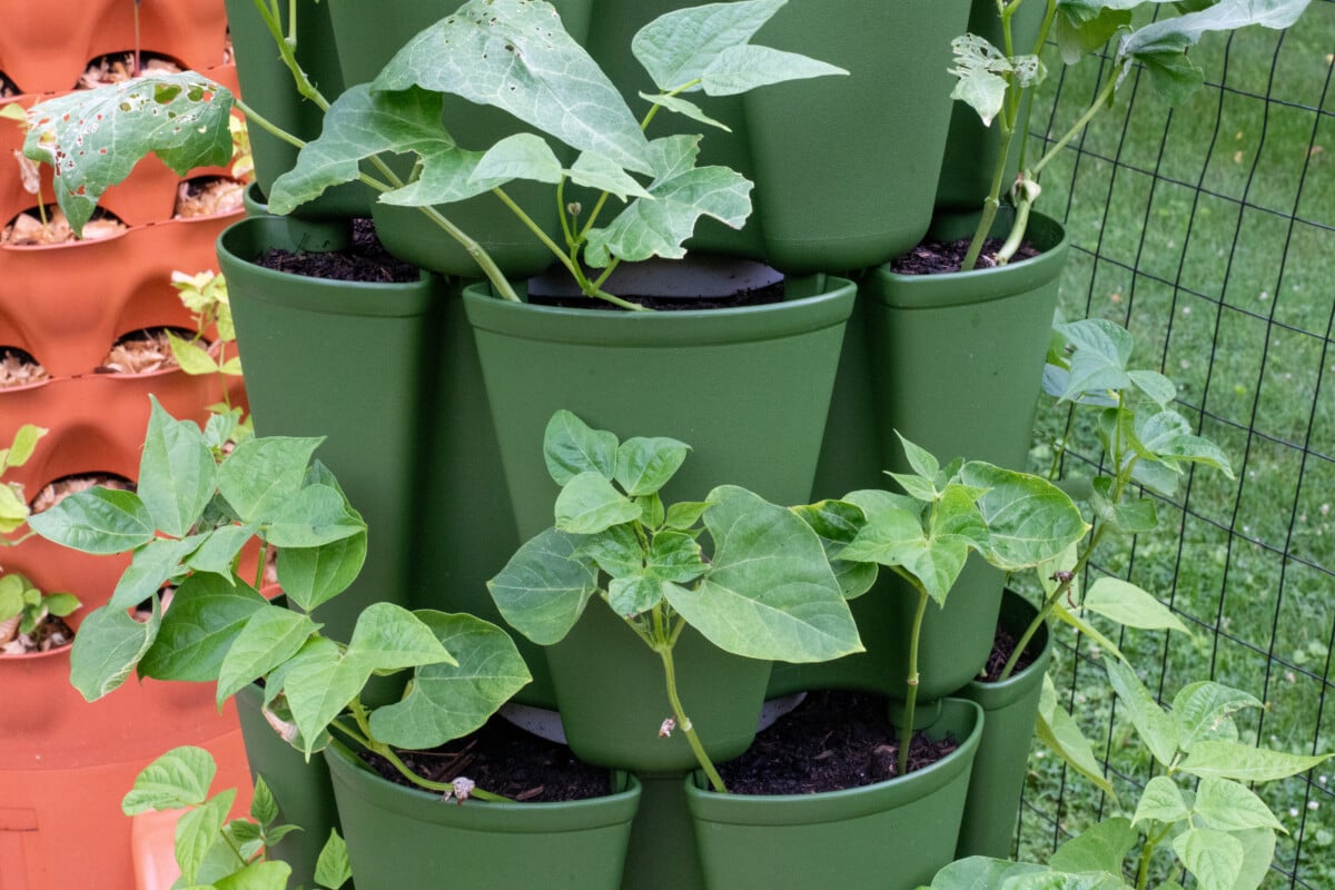Beans growing in Green Stalk