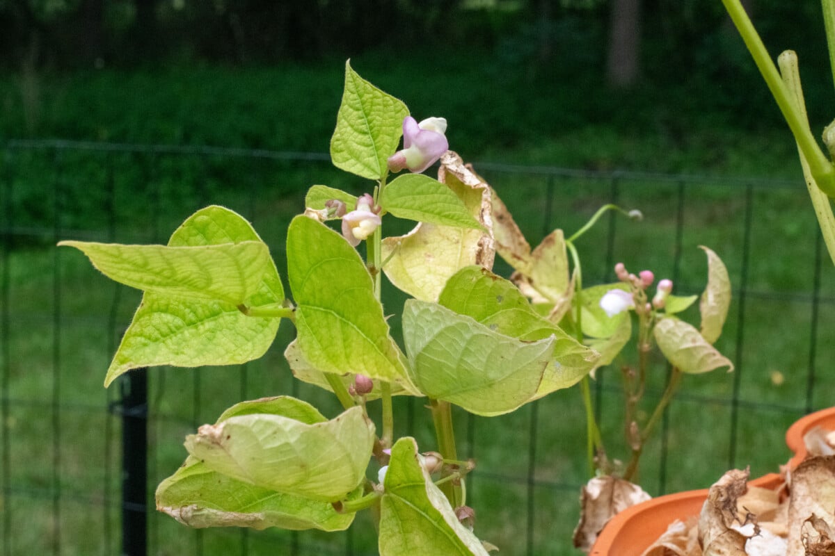 Sickly looking lima bean plants