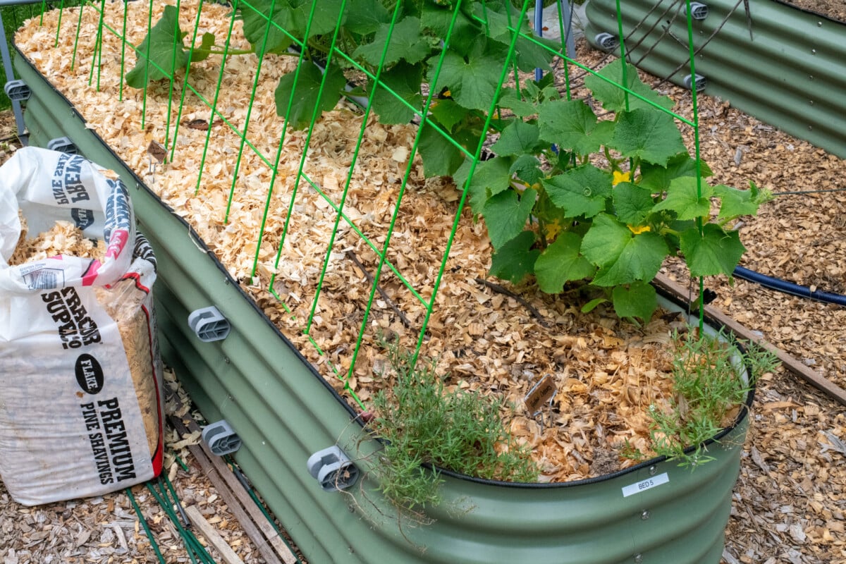 Raised bed with pine flake mulch