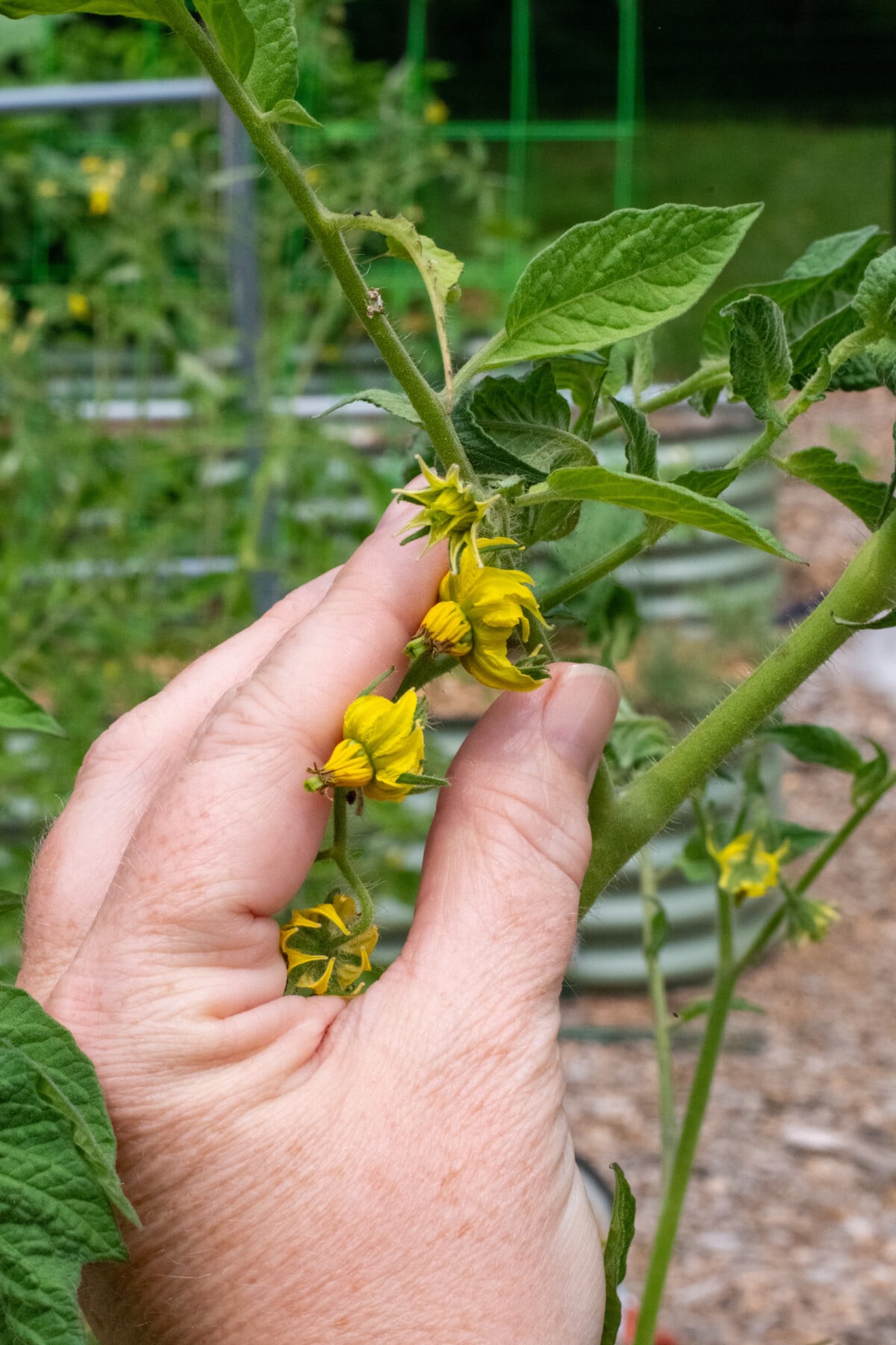 Woman's hand holding tomato blossoms