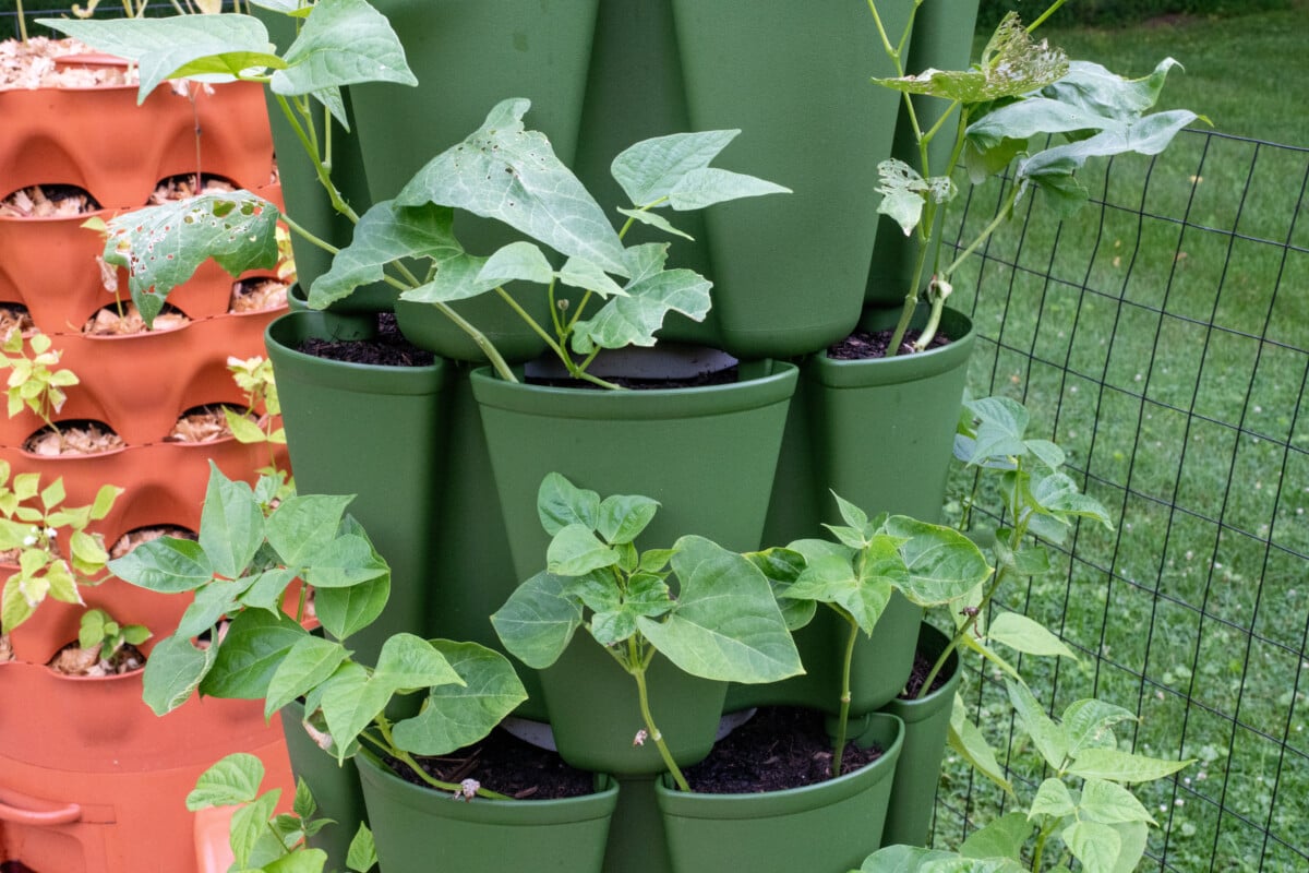 Beans growing in a vertical growing tower
