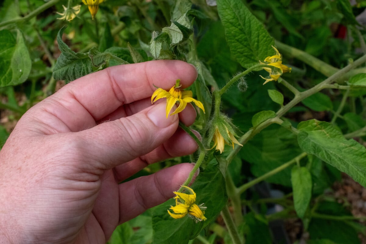 Woman's hand holding tomato blossom