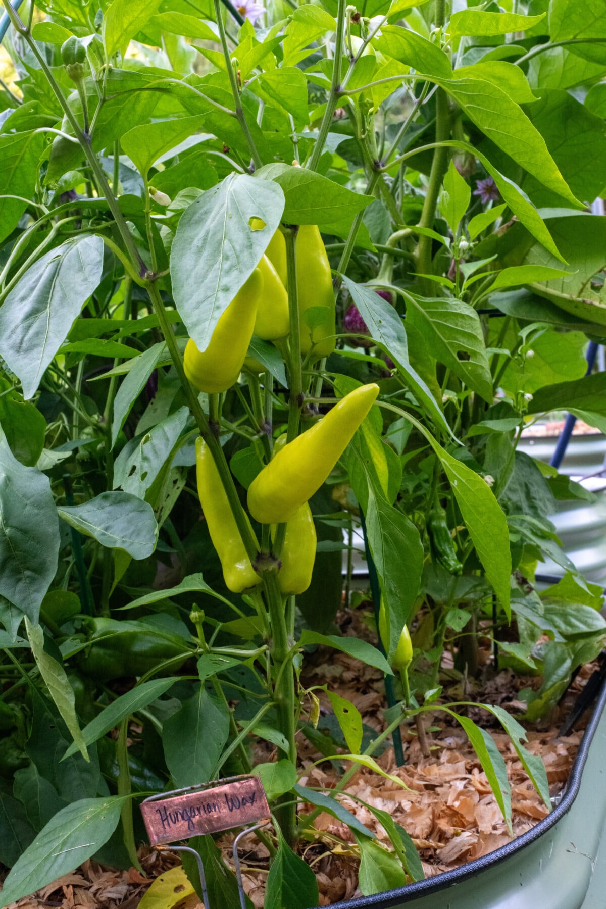 Hungarian wax peppers