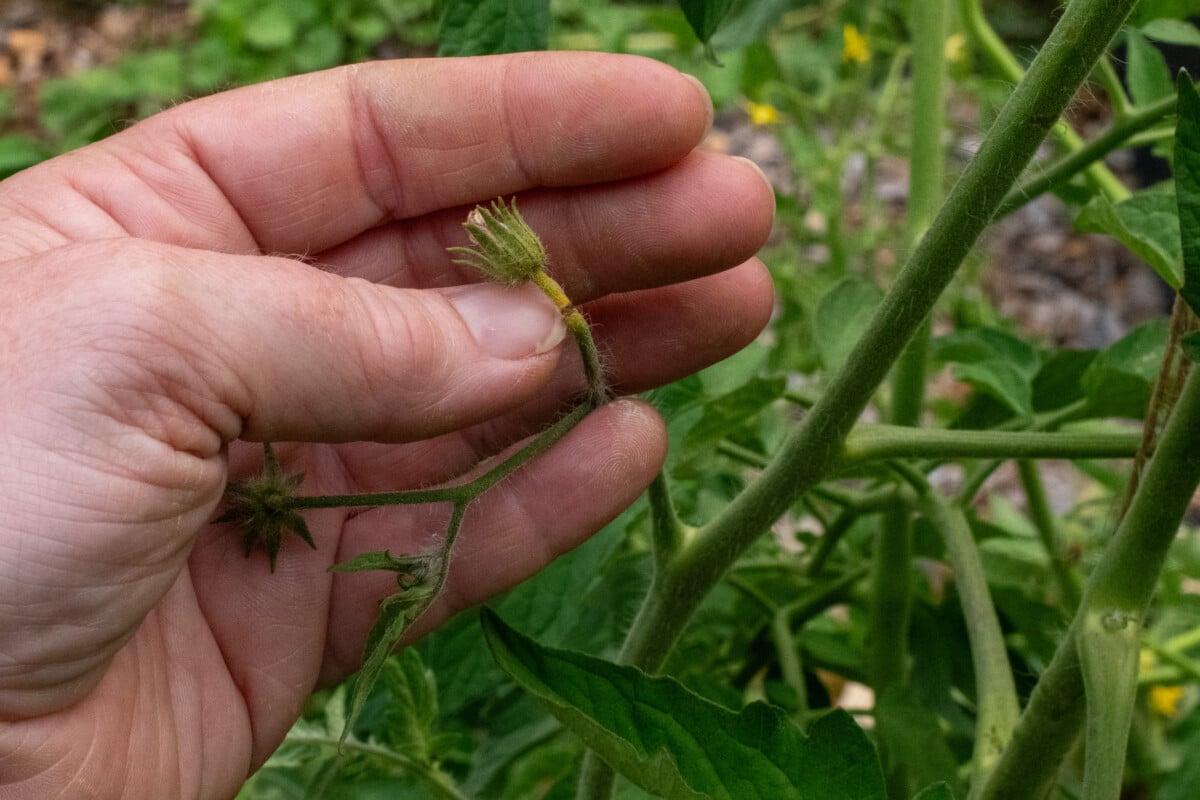 Aborted tomato blossom