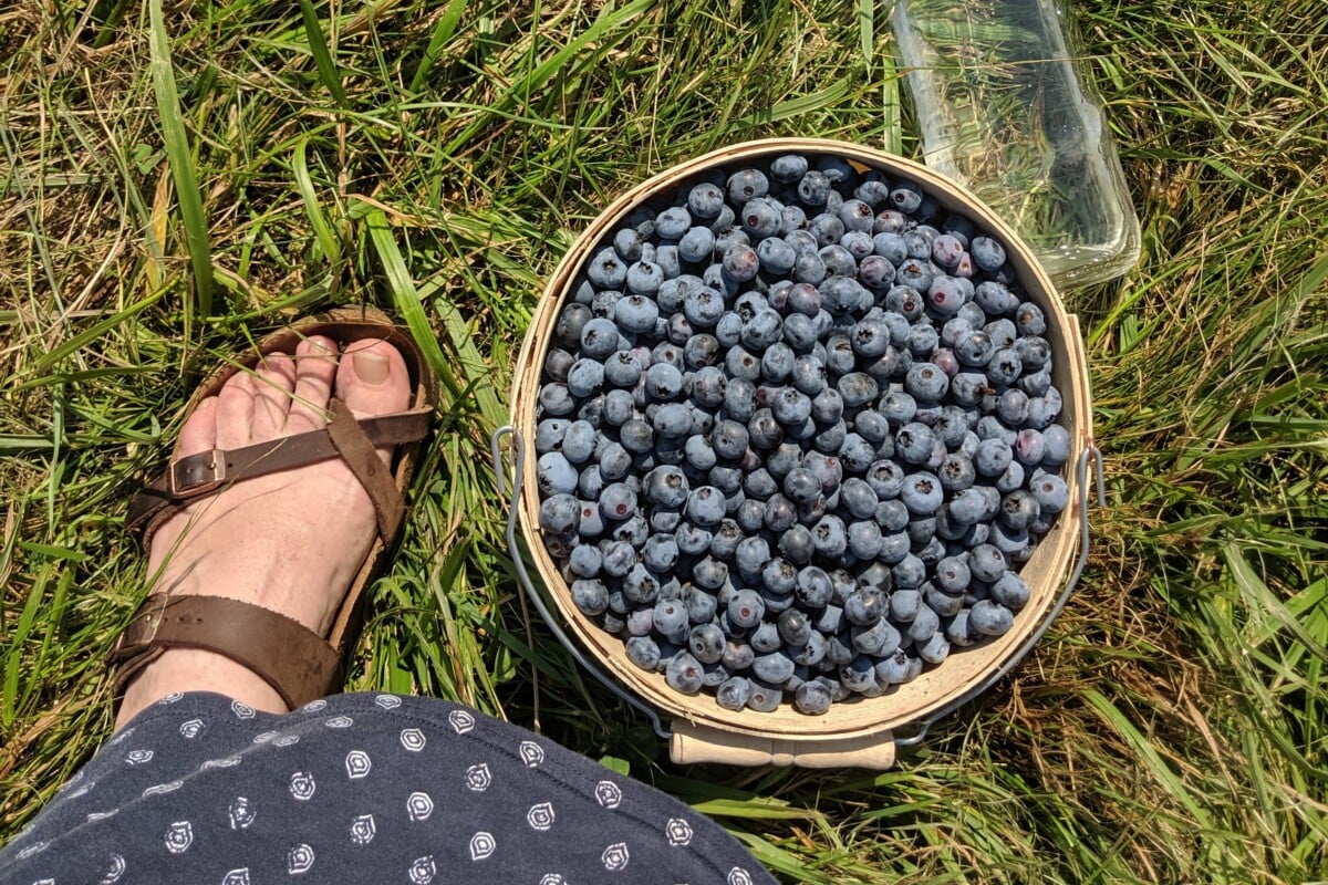 Basket full of blueberries next to woman's foot