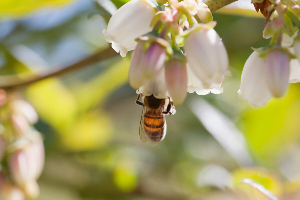 bee pollinating blueberry flower