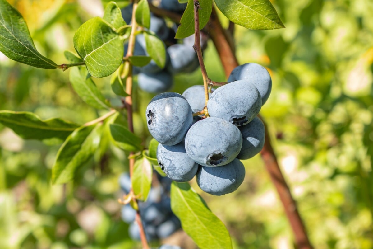 blueberry bush
