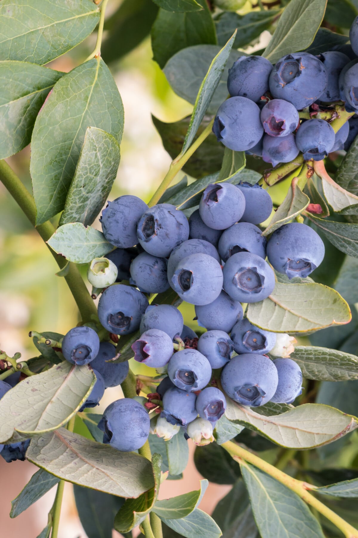 blueberry bush