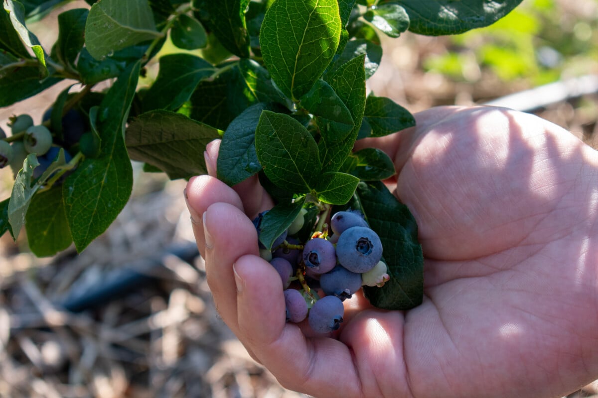hand holding blueberries