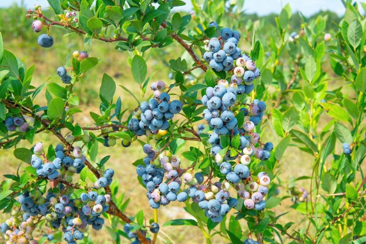 blueberry bush