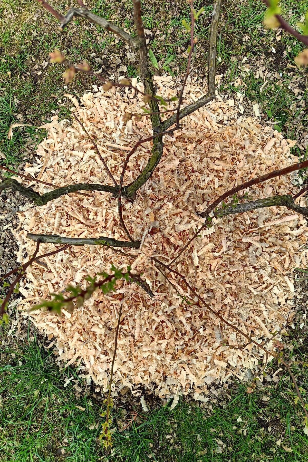 mulched blueberry shrub