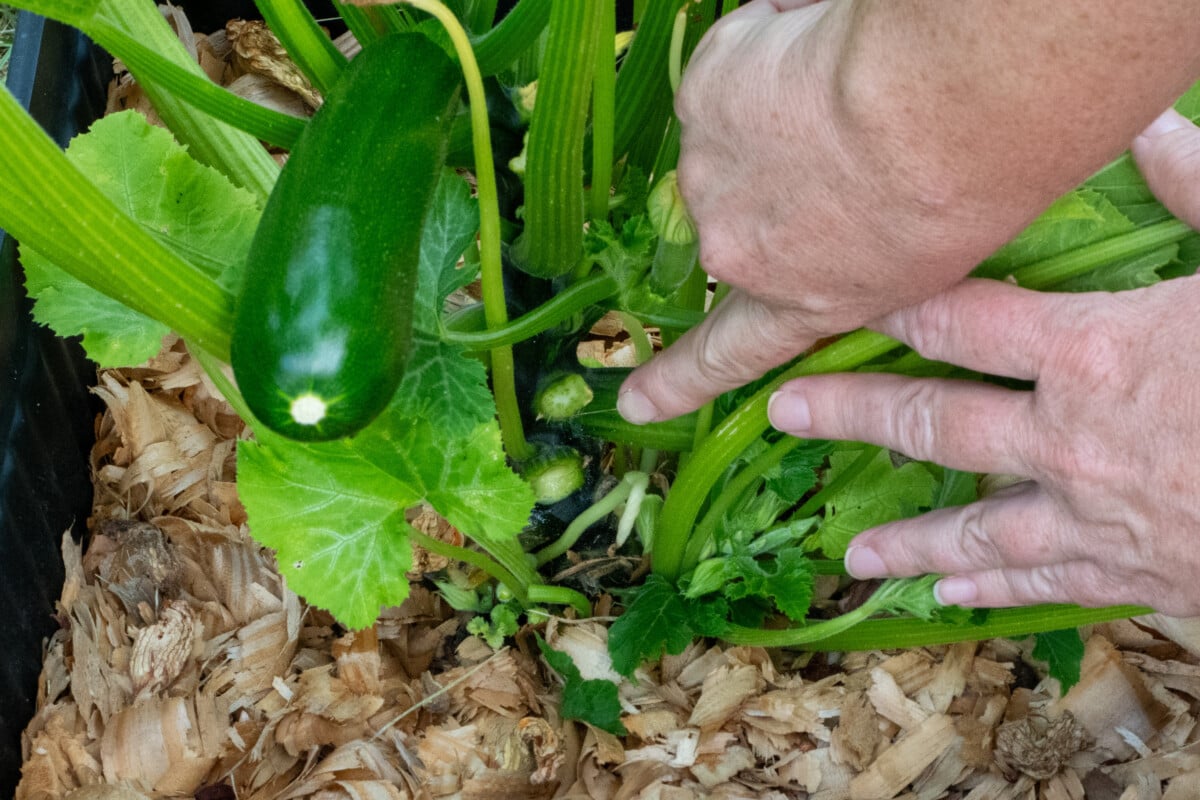 Woman's hand pointing to cut on zucchini plant