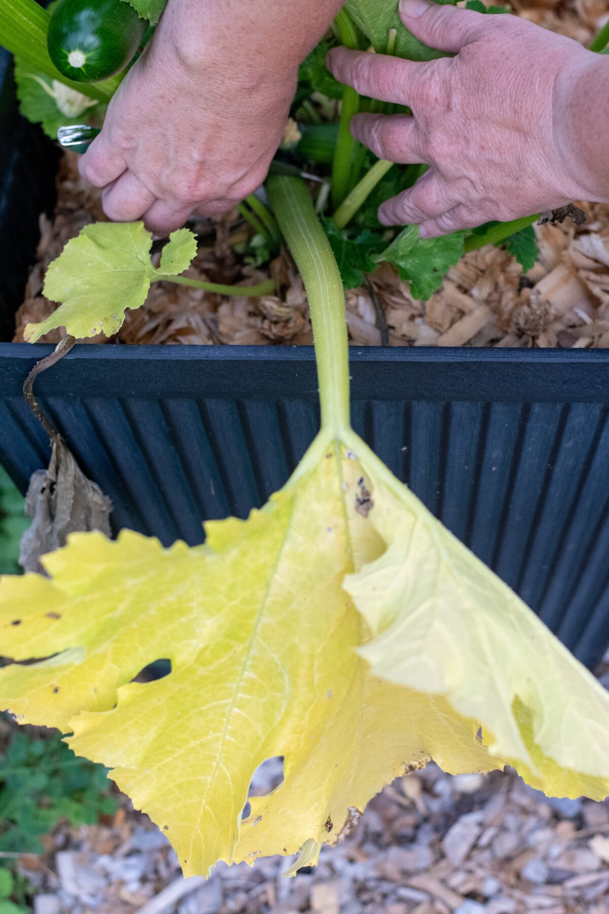 Woman's hands cutting zucchini