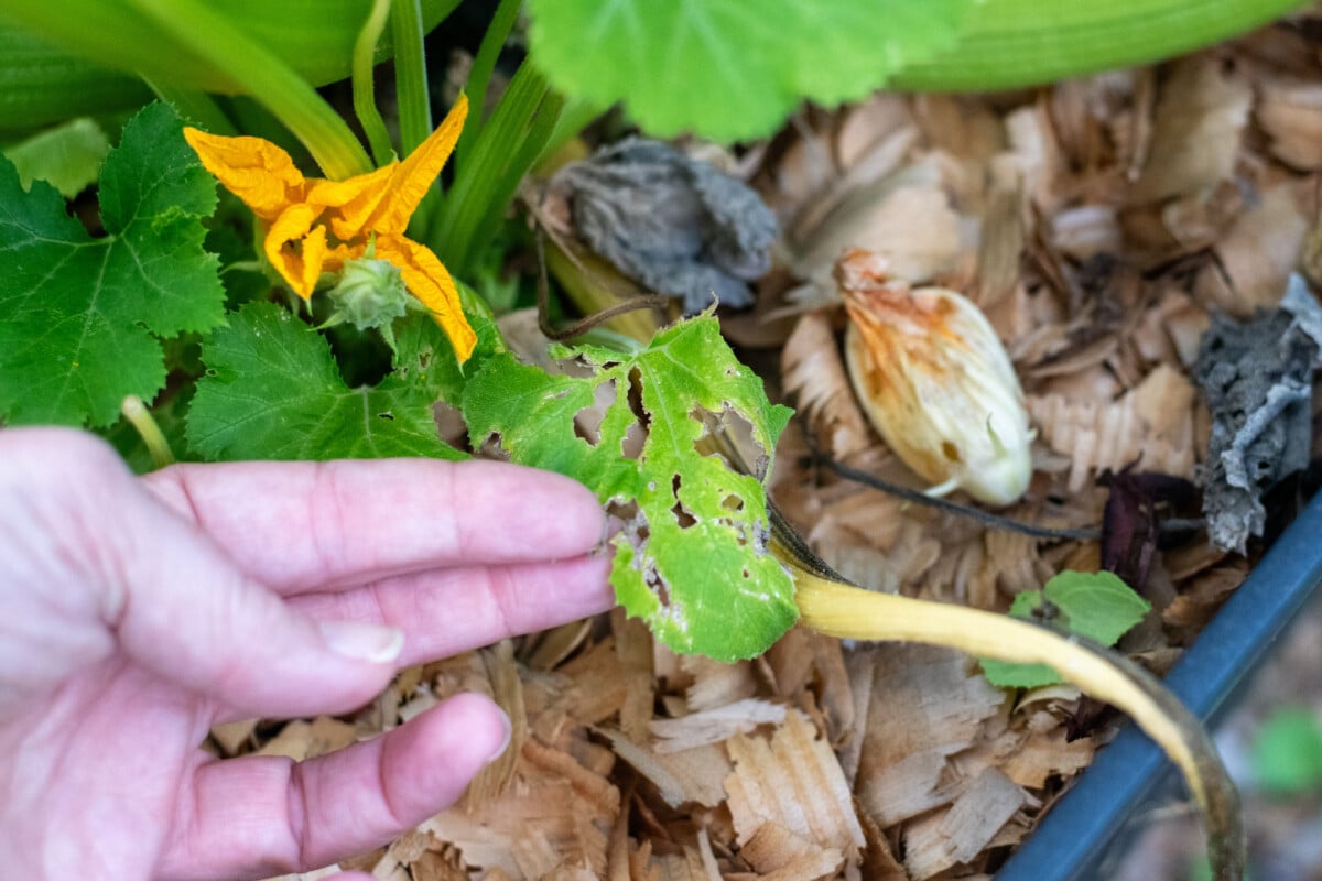 Hand holding an insect damaged zucchini leaf