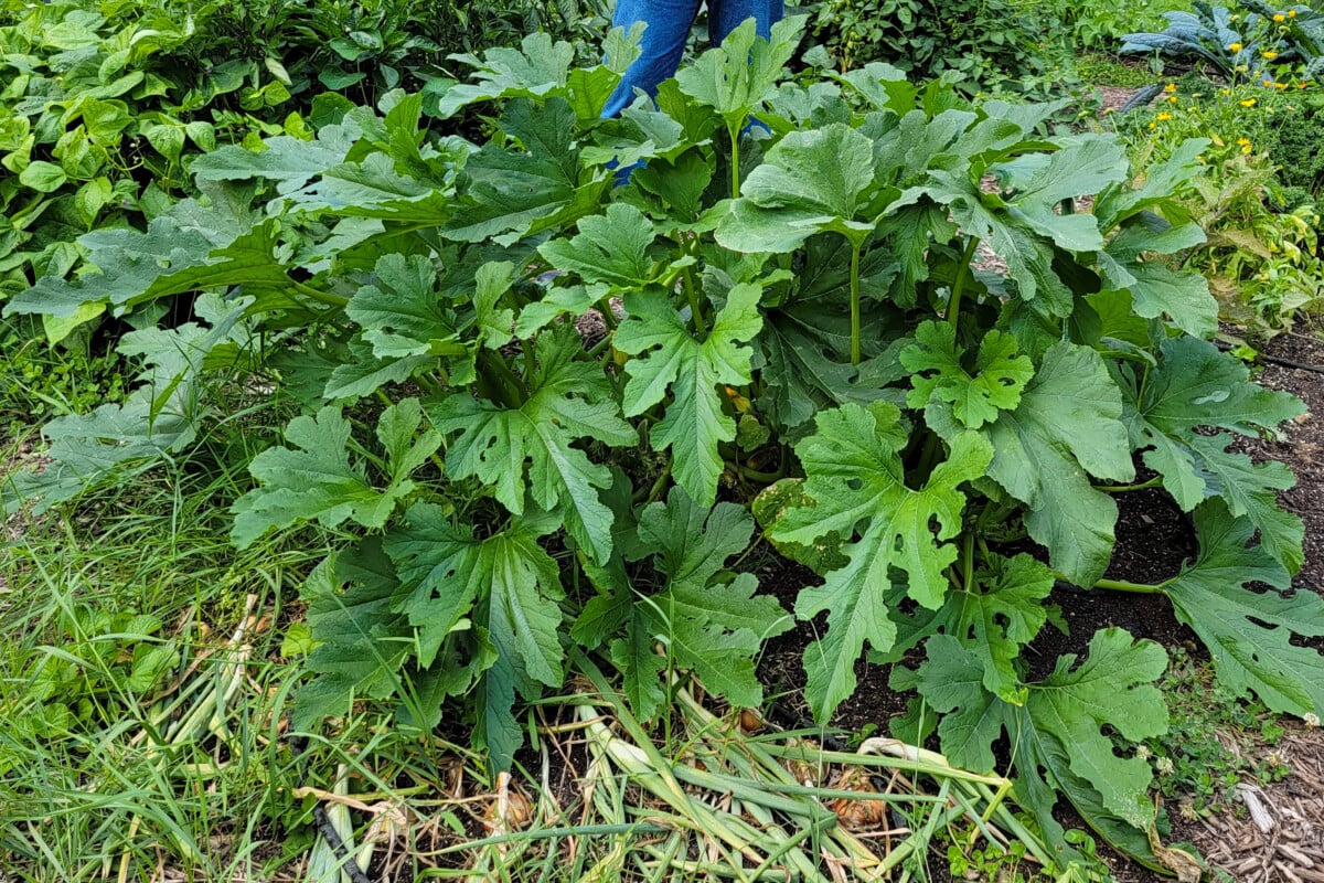 Large Italian zucchini plant