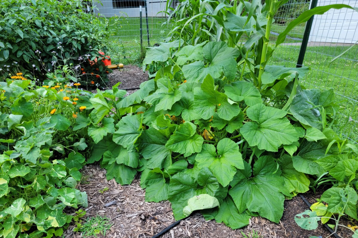 Zucchini plant growing across garden path