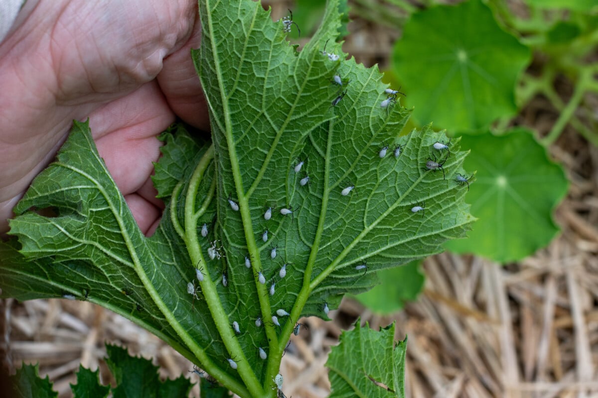 woman's hand holding zucchini leaf covered in squash bugs