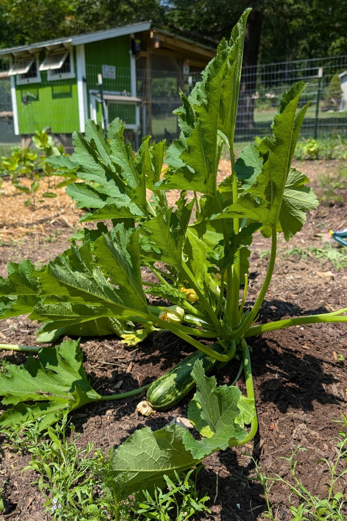 Immature zucchini plant