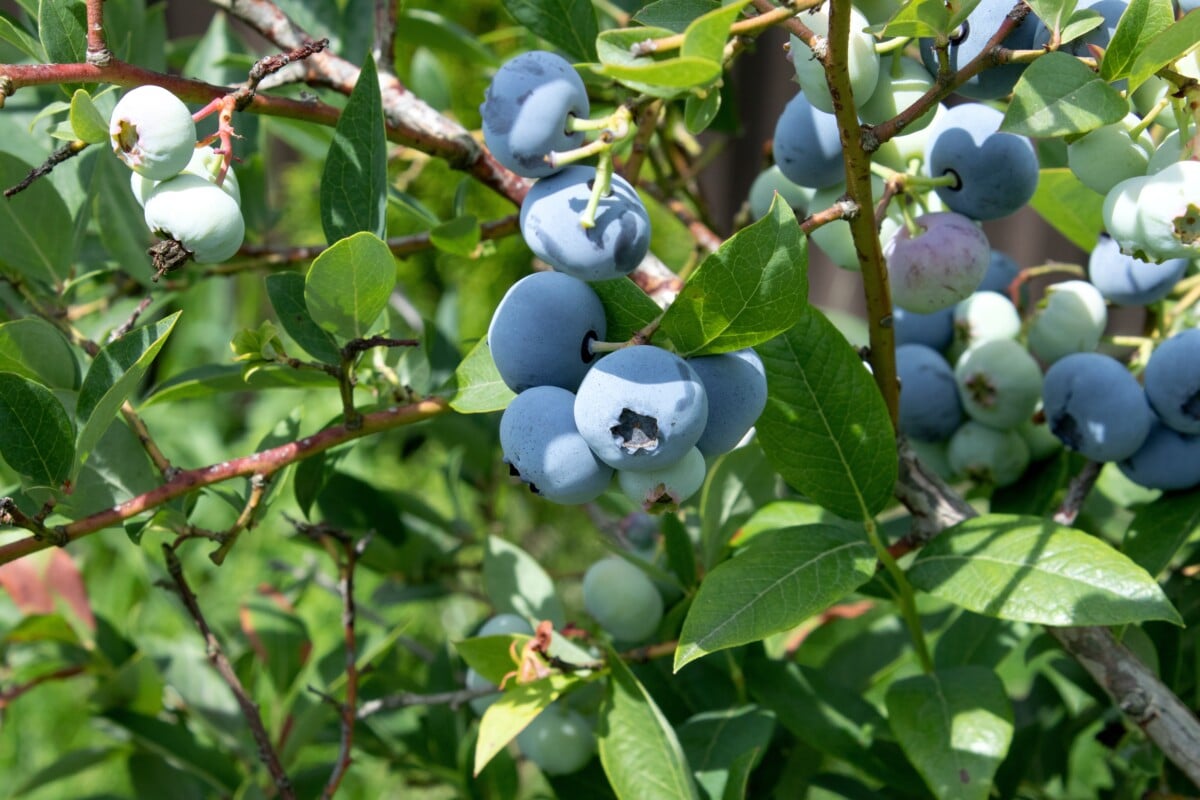 blueberry bush