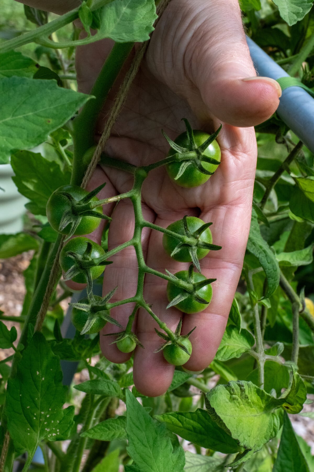 Woman's hand behind a truss of Sungold cherry tomatoes
