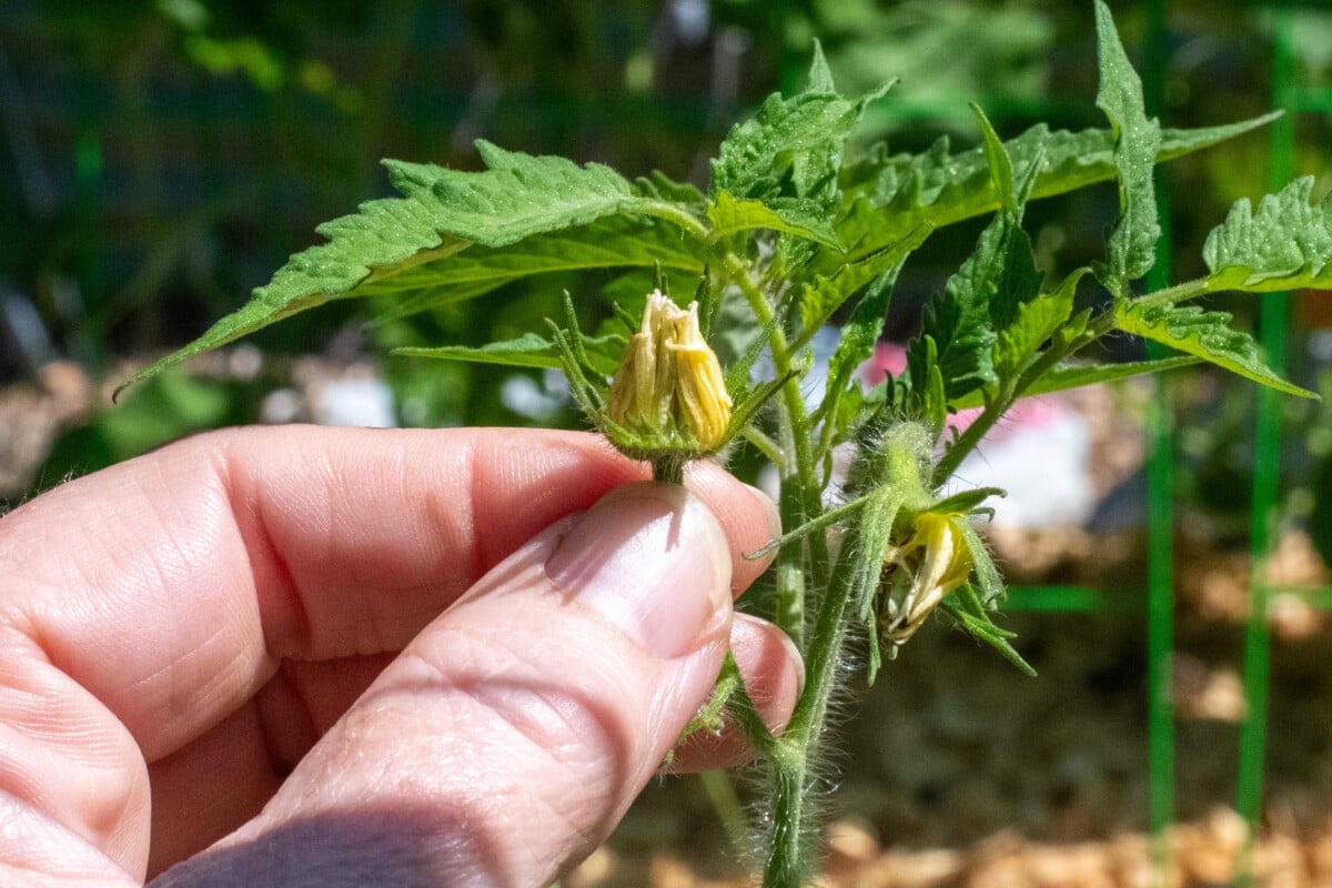 Fused tomato blossom