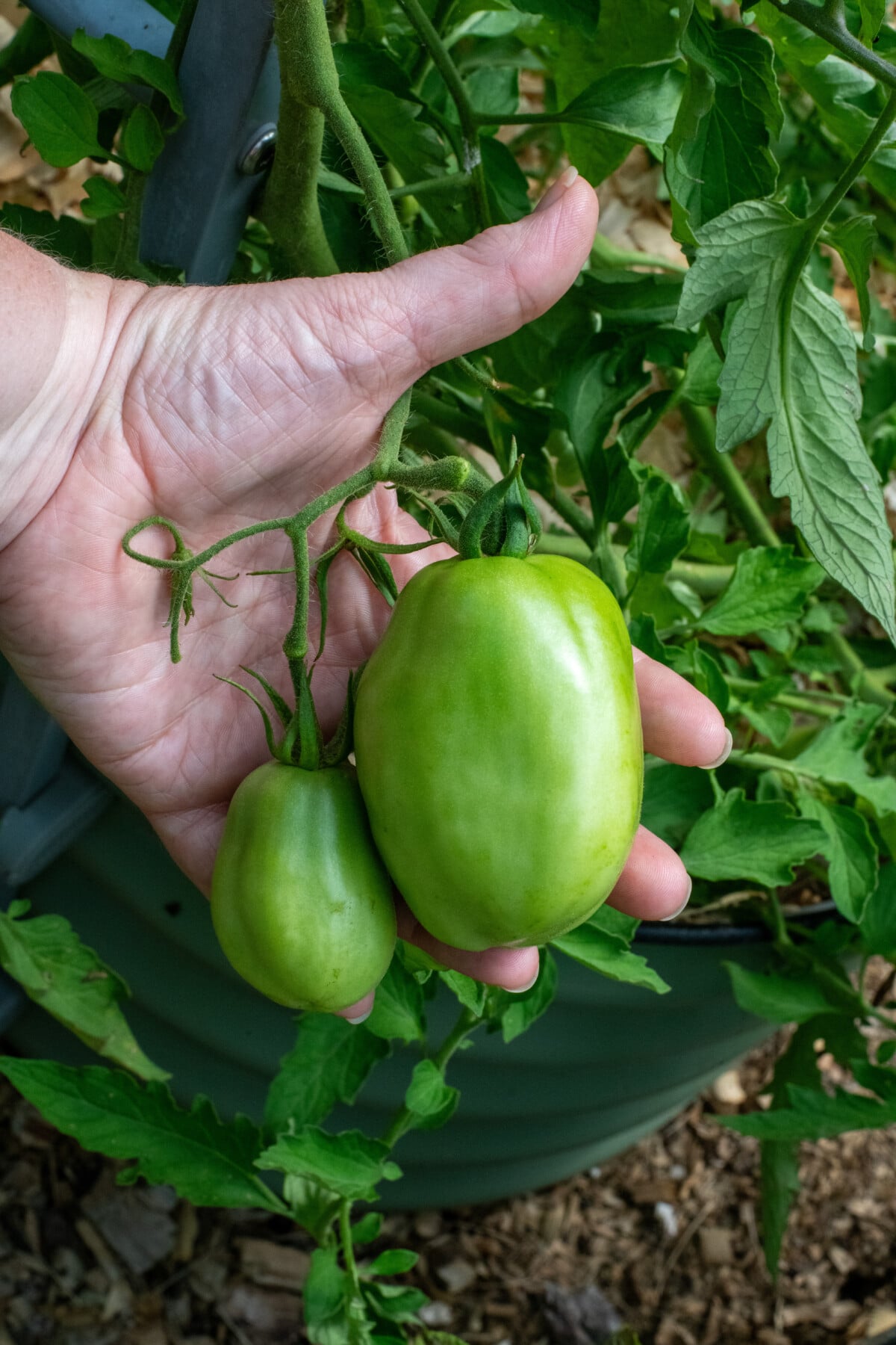 Two tomatoes growing together