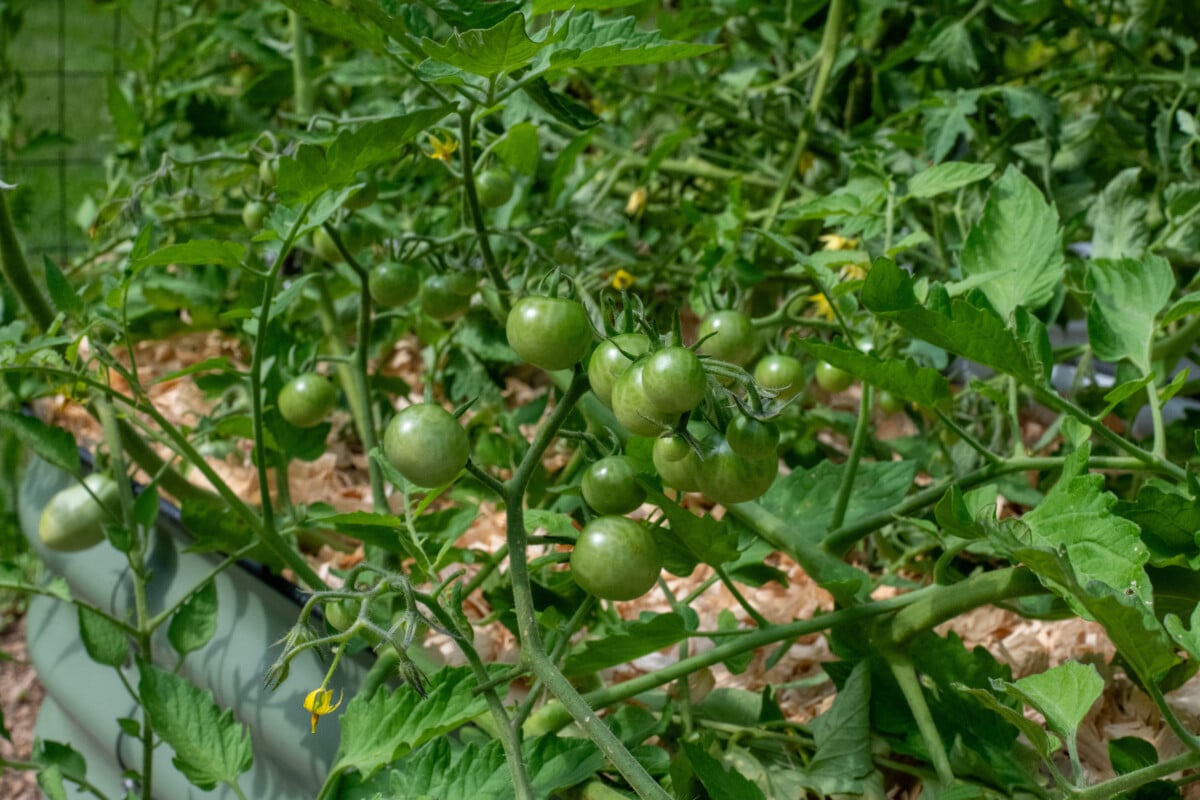 Raised bed with Sungold cherry tomatoes