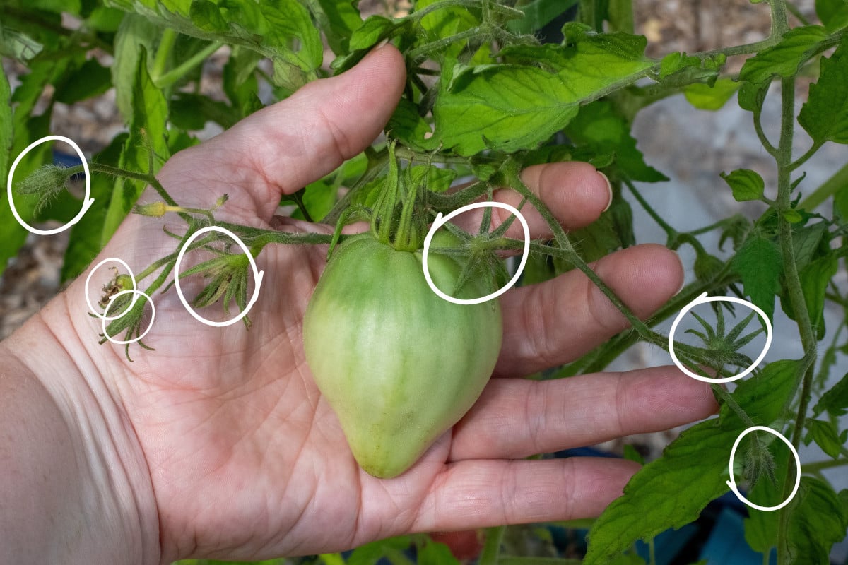 Woman's hand holding tomato king fruit with blossoms circled in white