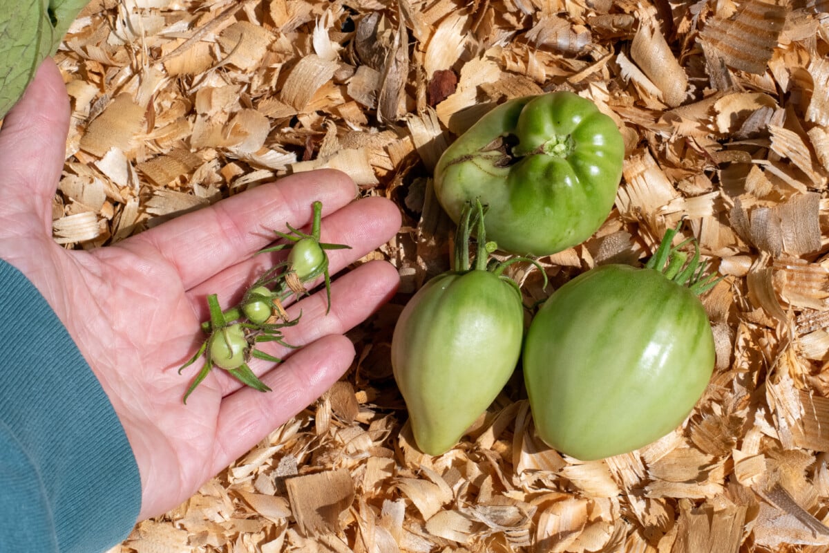 Woman's hand holding small green tomatoes with several large ones next to it